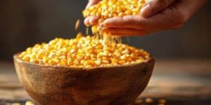 Maize Seed
