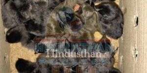 Z Black Kadaknath Chicks