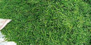 Indian Fresh Green Chilli