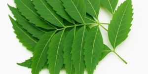 Natural Neem Leaves