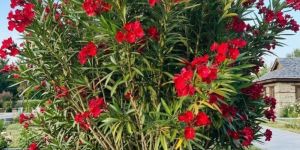 Kaner Flowering Plant