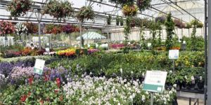 Nursery Plant Supply Service