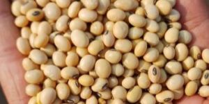 Soyabean