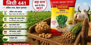 Groundnuts Seed