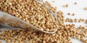 Coriander Seeds