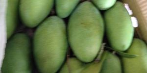 A Grade Dasheri Mango