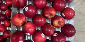 Apple Fruit