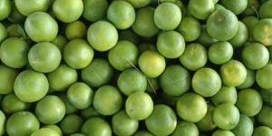 Fresh Mosambi