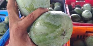 Neelam Mango