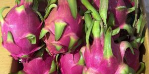 Pink Dragon Fruit