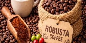 Robusta Coffee Beans