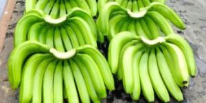 Banana Fiber