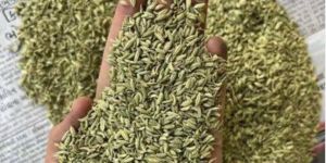 Sortex Fennel Seeds