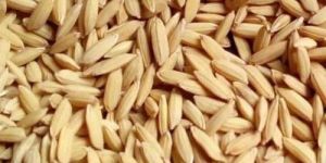 Brown Long Grain Paddy Seed
