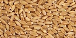 Natural Wheat Grain