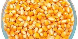 Dried Yellow Corn Seed