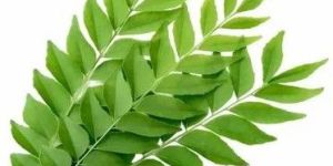 Fresh Curry Leaves