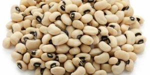 Organic Cowpea Seeds