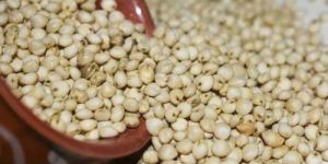 Organic Jowar Seeds