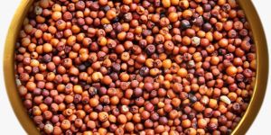 Red Finger Millet