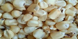 White Maize Seeds