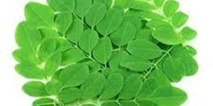 Fresh Moringa Leaves