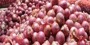 Fresh Pink Onion