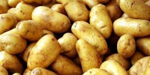 Fresh Potato