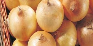 Fresh Yellow Onion