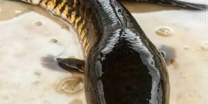 Farm Fresh Murrel Fish