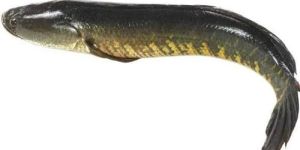 Fresh Murrel Fish