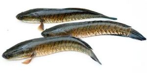 Live Murrel Fish