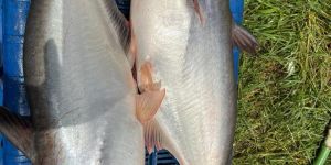 Pangasius Fish