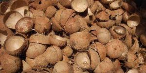 Dry Coconut Shell
