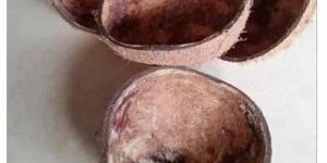 Industrial Coconut Shell