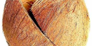 Natural Coconut Shell