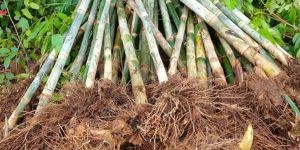 Green Bamboo Rhizomes Plant