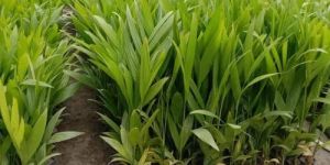 Hybrid Arecanut Plant
