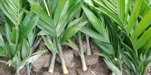 Hybrid Betel Nut Plant