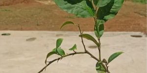 Kagzi Lemon Plant