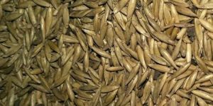 Loose Bamboo Seeds