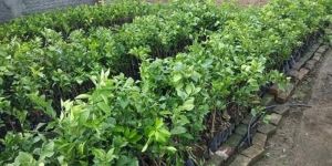 Nagpuri Orange Fruit Plant