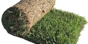 Natural Carpet Grass