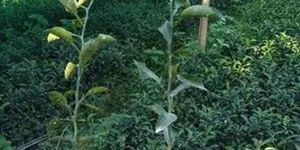 Orange Fruit Plant