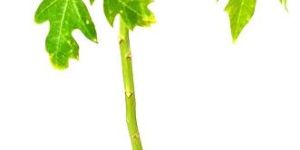 Papaya Fruit Plant