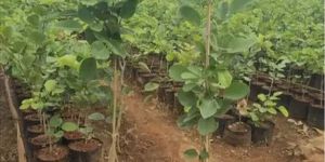 Red Sandalwood Plant