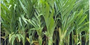 Sagaratali Betel Nut Plant