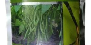 Syngenta Serengeti Variety Bean Seeds