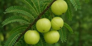 Triphala Herbal Fruit Plant