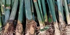 Tulda Bamboo Plant